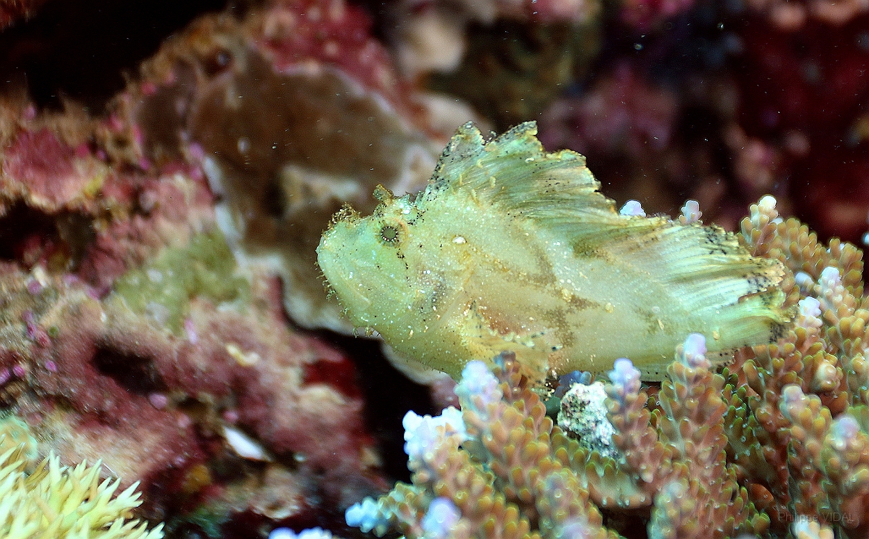 Sipadan_2015_Poisson scorpion feuille_Taenianotus triacanthus_IMG_2039_rc.jpg